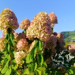 Hortenzia metlinatá (Hydrangea paniculata) 'LIMELIGHT'® - výška 150-170 cm, kont. C45L - VIACKMENNÁ